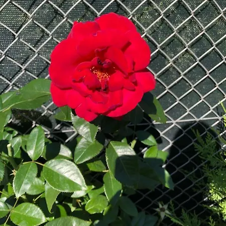 別荘 Alsace Maison 5p Piscine Europapark Rulantica マルコルスハイム